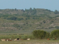 mong10_08z25.jpg